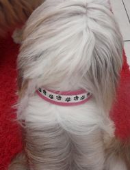 Jodies collar